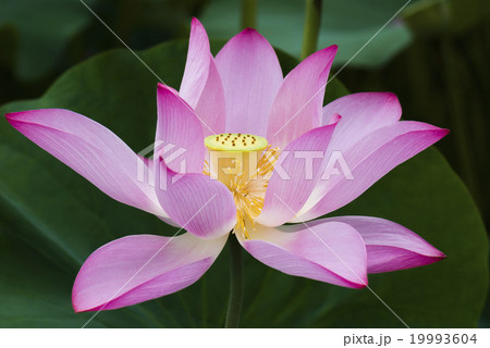 花 フラワー お花 19993604
