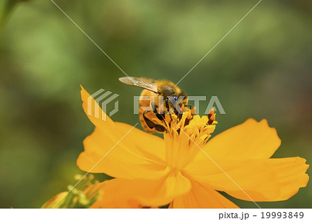蜂 ハチ 蜜蜂 19993849