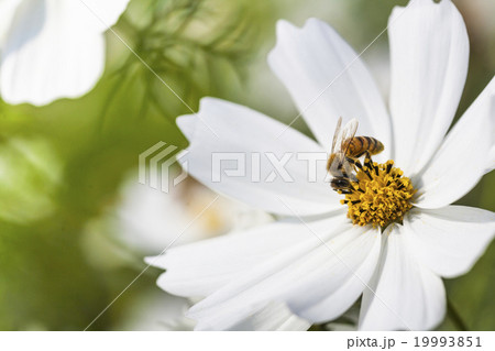 蜂 ハチ 蜜蜂 19993851