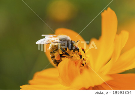 蜂 ハチ 蜜蜂 19993854