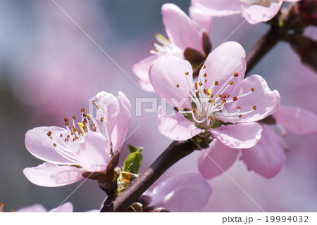 モモの花 はなもも 桃花 19994032