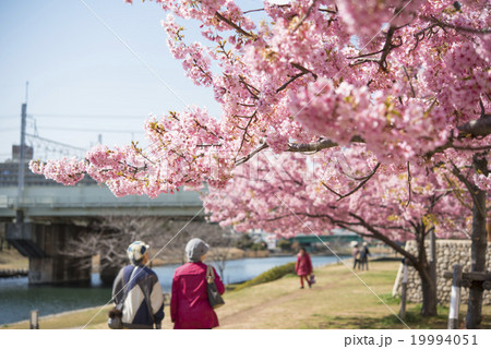 旧中川の河津桜 19994051