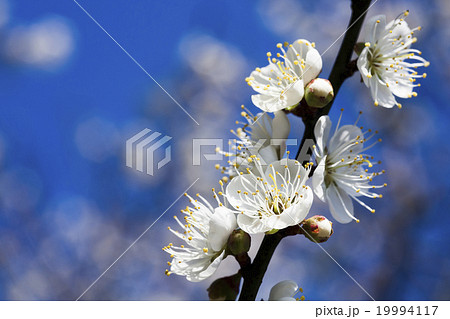 うめ 春告草 ソシンロウバイ 19994117