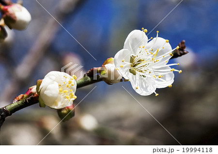うめ 春告草 ソシンロウバイ 19994118