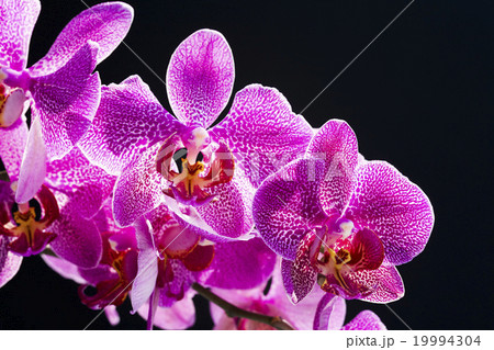 コチョウラン ファレノプシス コチョウラン属 19994304