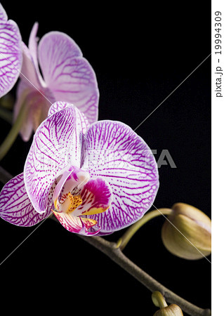 コチョウラン ファレノプシス コチョウラン属 19994309