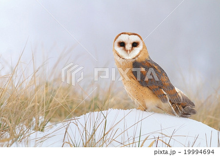 Tyto alba on snow 19994694