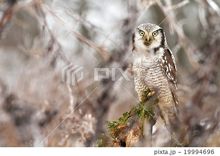 Hawk owl through branches 19994696