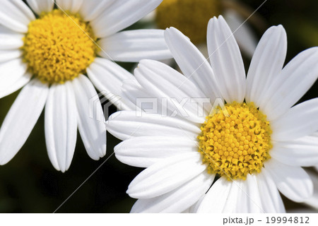 花 フラワー お花 19994812