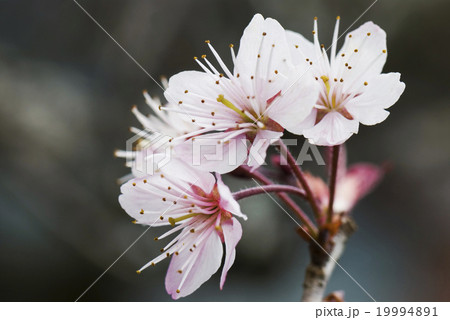 花 フラワー お花 19994891