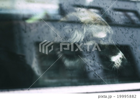 Pet with Personality 19995882