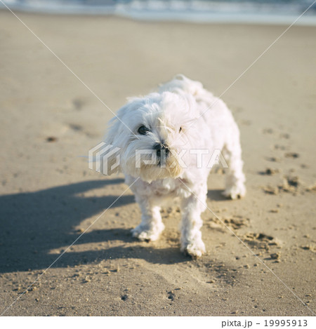 Pet with Personality Pet with Personality 19995913