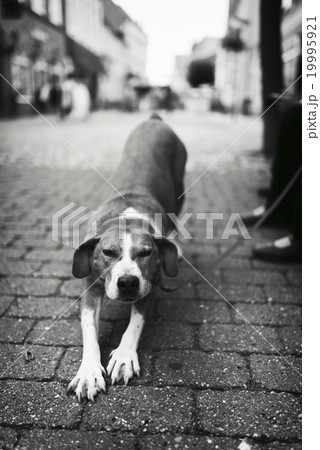 Pet with Personality 19995921