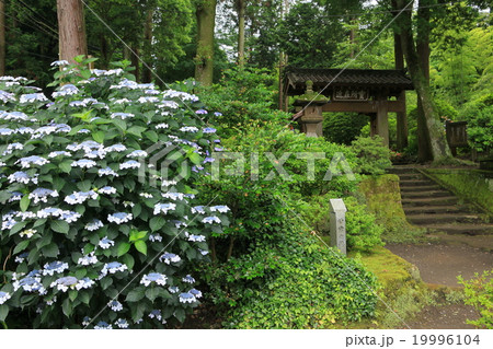 浄智寺入口紫陽花 19996104