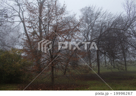 Misty winter morning in a park 19996267