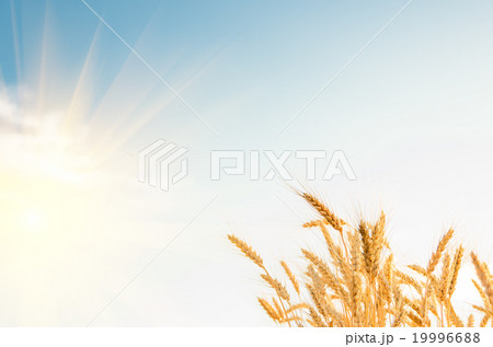 Ripe gold wheat Ripe gold wheat 19996688