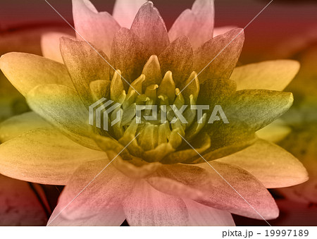 Water lily in pond close up Water lily in pond close up 19997189