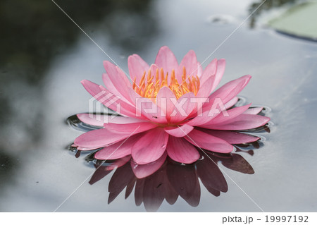 Pink water lily in pond Pink water lily in pond 19997192