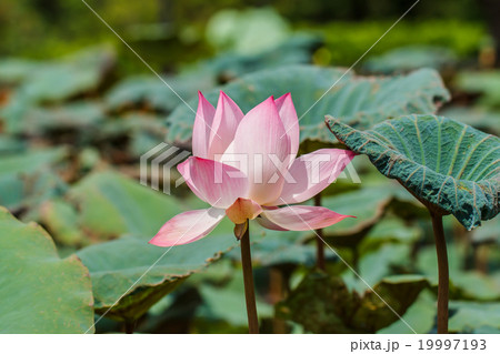 Pink water lily in pond Pink water lily in pond 19997193