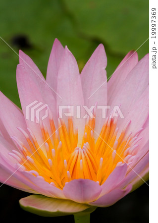 Purple lotus. 19997369