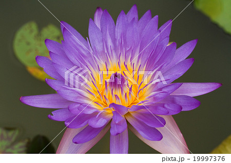 Purple lotus. 19997376