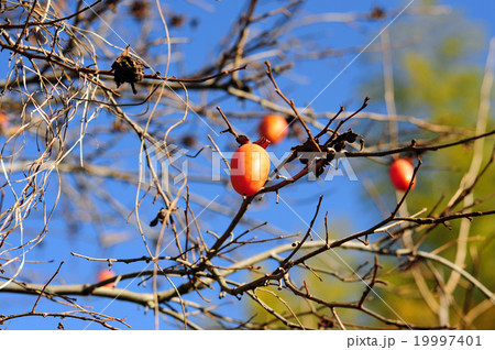 完熟した柿の実-3 19997401