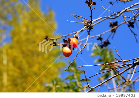 完熟した柿の実-5 19997403