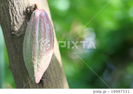 カカオ カカオ 19997531