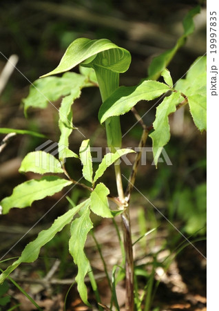 ホソバテンナンショウ ホソバテンナンショウ 19997835