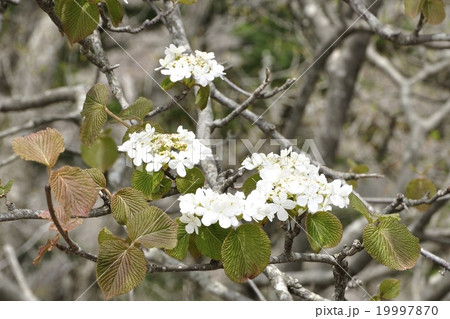 オオカメノキ オオカメノキ 19997870