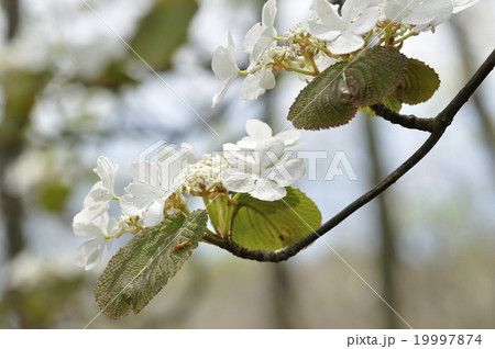 オオカメノキ 19997874