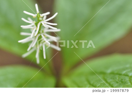 ヒトリシズカ ヒトリシズカ 19997879