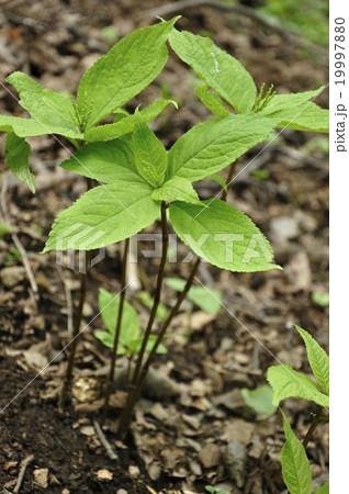 フタリシズカ フタリシズカ 19997880