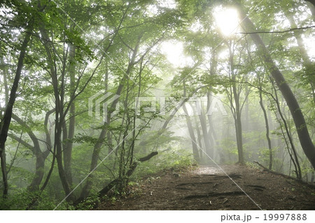 木洩れ日の登山道 19997888