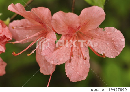 ヤマツツジ 19997890