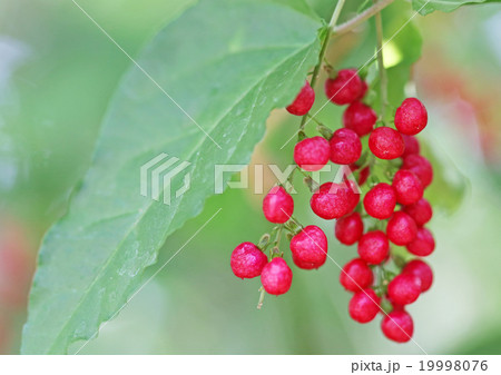 ジュズサンゴ 19998076