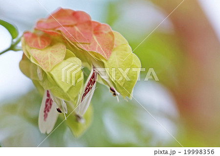 コエビソウ 19998356