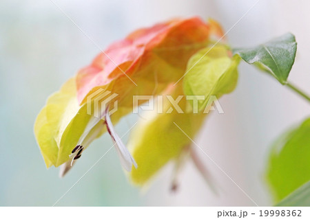 コエビソウ 19998362