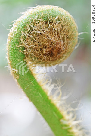 ヒカゲヘゴ  19998524