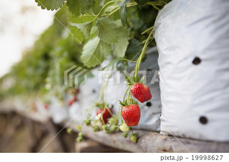 Strawberry 19998627