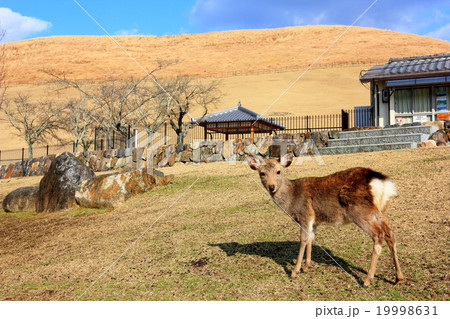 若草山とシカ 若草山とシカ 19998631