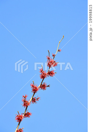 アカバナマンサク（赤花満作） 19998815