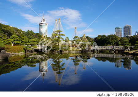 海浜幕張の日本庭園・見浜園の雪吊り（千葉市美浜区） 19998906