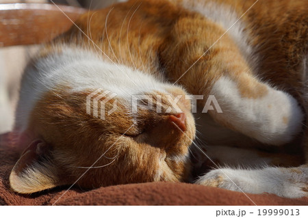 眠る茶猫 19999013
