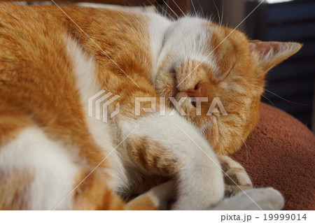 眠る茶猫 19999014