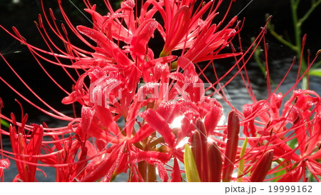 彼岸花 19999162