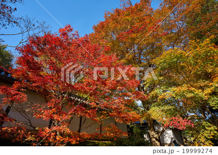 青空に映える二尊院の紅葉、京都 19999274