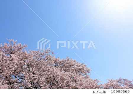 春の暖かい陽射しと満開の桜風景 春の暖かい陽射しと満開の桜風景 19999669