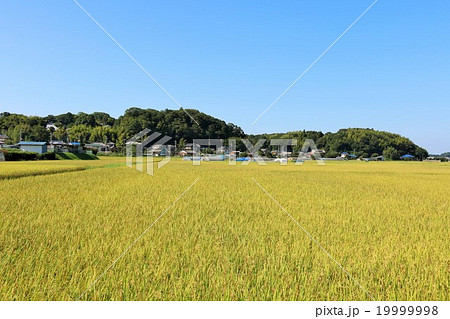 秋晴れの田園風景 19999998