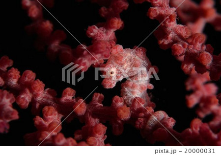 ピグミーシーホース　沖縄 20000031